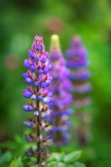 Obraz premium Lupinen