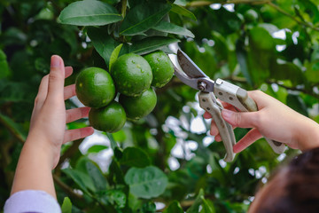 Cropped Hand Of Woman Harvest Green Lime By Pruning Shears 