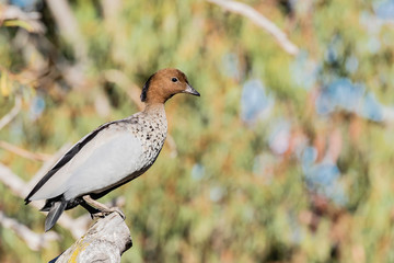 A male Australian Wood Duck perched quietly in a tree