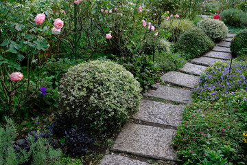 rose flower in the garden