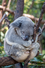 Sleepy Koala bear in a gum tree
