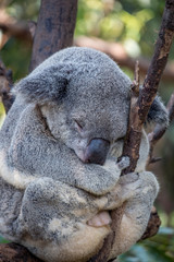 Obraz premium Koala bear sleeping in a gum tree 