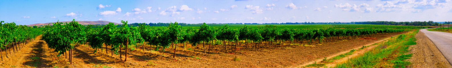 Fototapeta na wymiar Vineyards from the Krasnodar Territory