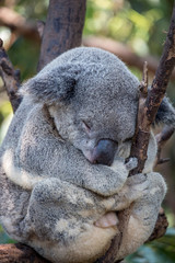 Sleeping Koala bear 