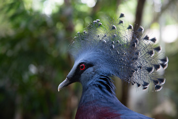  Victoria crowned pigeon