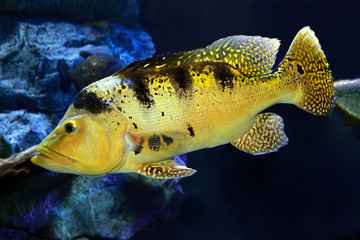Freshwater Fish Peacock Bass (Cichla kelberi)