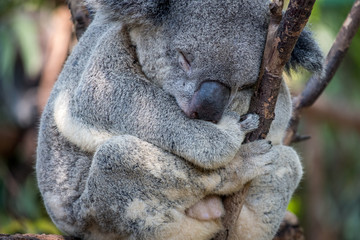 Koala having a nap in a tree 