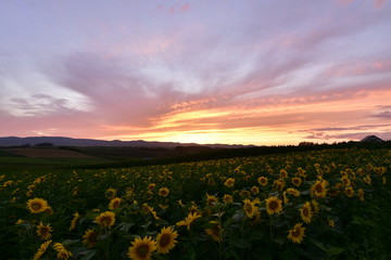 ヒマワリと夕焼け