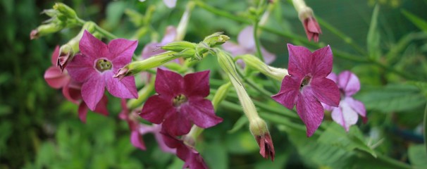 the tobacco fragrant flowers closeup