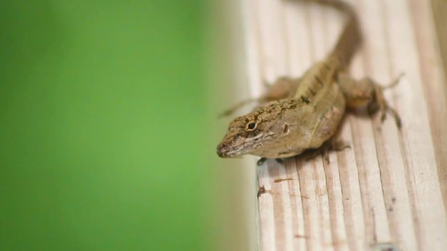 Lizard Looks Around Enjoying His Day