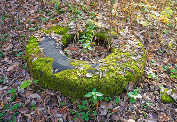 Discarded car tire in the forest.