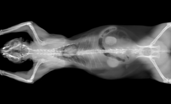 Black And White CT Scan Of A Cat Pet On A Black Background With Visible Organs: Heart, Intestine, Kidneys And Lungs. Oncologist Veterinary Diagnostic X-ray Test.