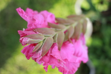 gladiolus flowers in the garden