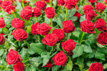 Fresh, natural red roses with green leaves. background