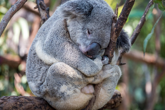 Koala sleeping in a tree 