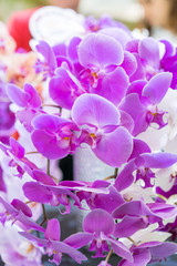 Fototapeta na wymiar Purple orchid. Fresh flowers close-up. vertical photo