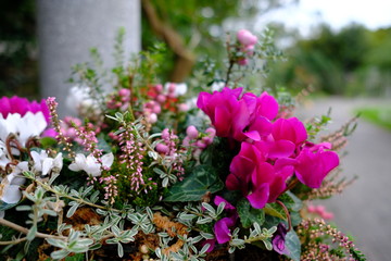 Fototapeta na wymiar colorful flower garden