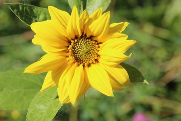 Sunflower flower in the free Danish nature