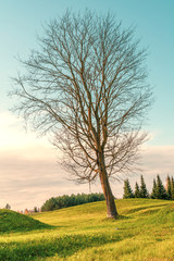 Fototapeta na wymiar Lonely bare tree
