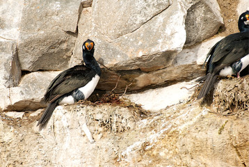 Birds on an island in Patagonia Usuahia