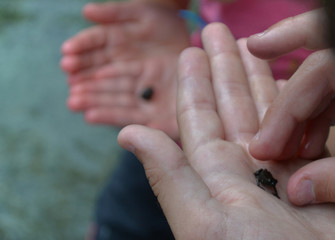 little frogs in hands