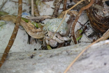 cute little crab
