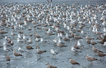 Invasion of gulls at the Palace Park in Gatchina. Winter 2019