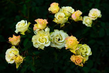 Roses