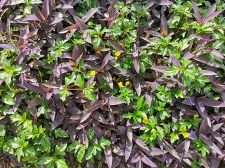 ivy on the wall