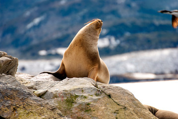 Sea lions and birds in Ushuaia patagonia