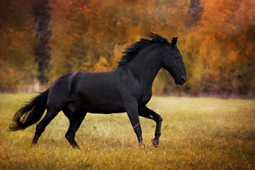 Obraz na płótnie Canvas a portrait of black horse