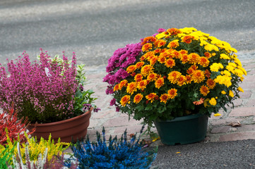 Closeup of colorful Chrysanthemums bouquet at the florist