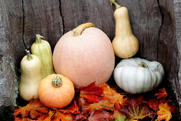 Halloween Autumn Pumpkin mix on a dark wooden background, still life