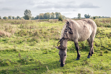 Grazing Konik horse in a Dutch nature reserve © Ruud Morijn