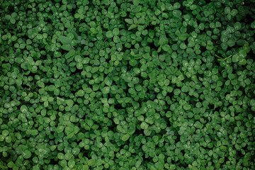 green glade clover grass background leaves carpet
