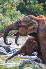 Fototapeta na wymiar elephant in indian wildlife