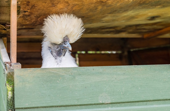 Solitary adult Silkie Hen seen looking out of her Hen House having just played an egg. She is looking to escape through the open roof section and join the other free range flock in a private garden.
