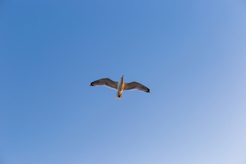 Seagull on a background of blue sky