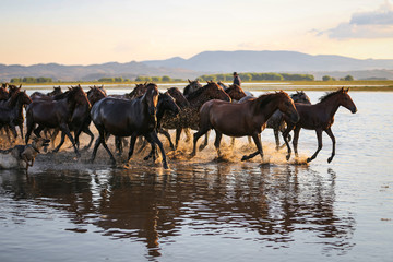 Yilki Horses Running in Water, Kayseri, Turkey