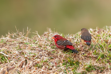 A couple of strawberry finch in dry grass