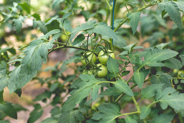 Unripe green tomatoes in a rural greenhouse
