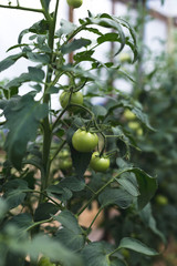 Unripe green tomatoes in a rural greenhouse