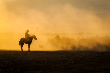 Fototapeta na wymiar Yilki Horses Running in Field, Kayseri, Turkey