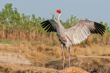 Sarus crane fluttering wings in the field