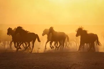 Zelfklevend Fotobehang Paard Yilki-paarden rennen in het veld, Kayseri, Turkije