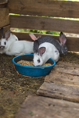 Obraz premium Breeding a group of rabbits in a small shed