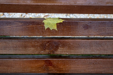 Fototapeta premium bright yellow maple leaf lies on a white wooden bench. visible drops of water. close up. autumn came