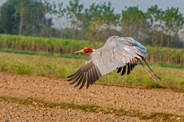 Sarus crane taking off in the field