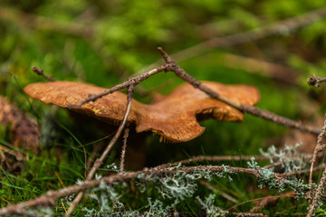 Mushrooms growing in the autumn forest. Nature scenery. Closeup