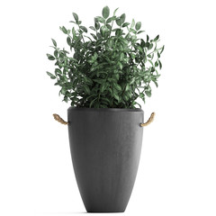  tropical plants a Tradescantia